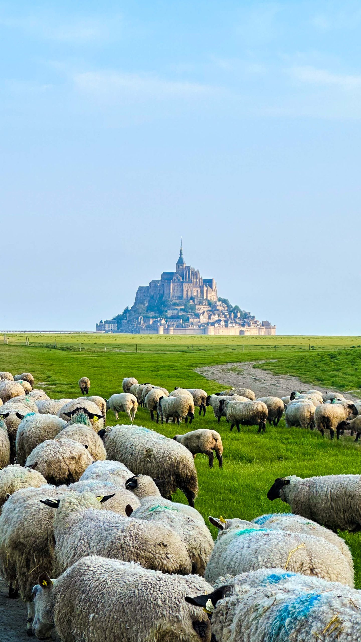 Sheep grazing infront of Mont Saint Michel in France
